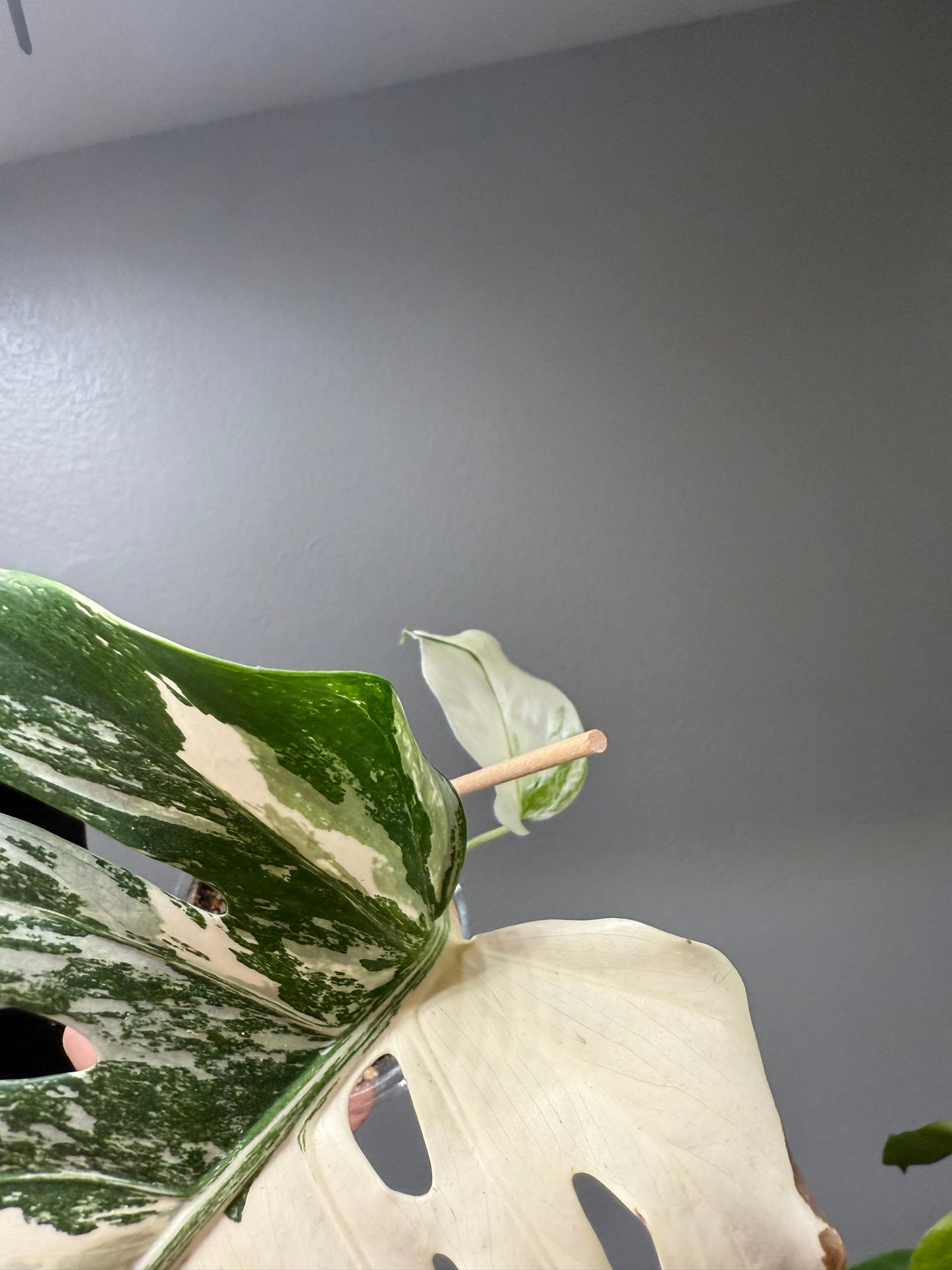 Monstera Albo (Exact Plant)