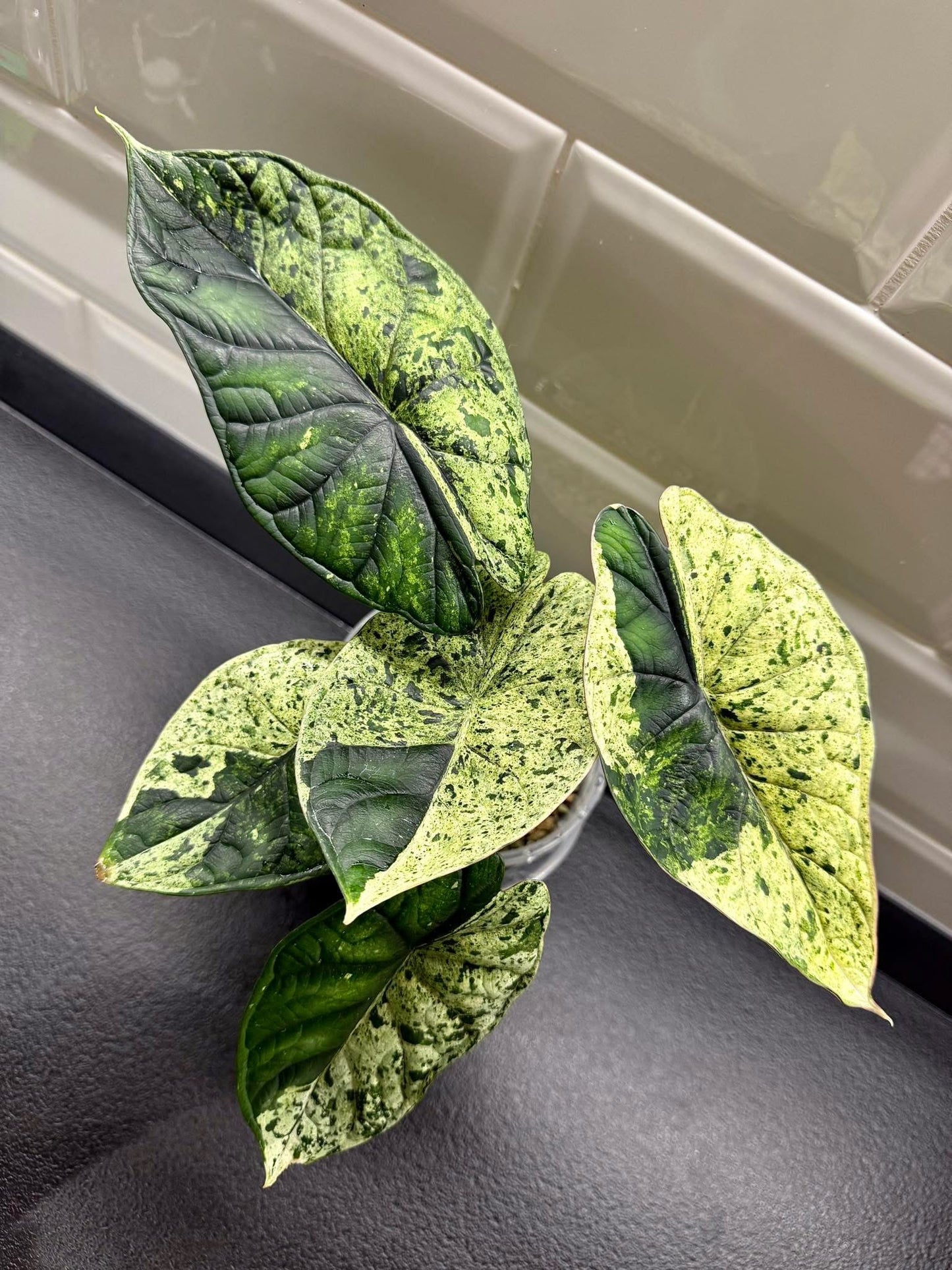 Alocasia DragonScale Mint
