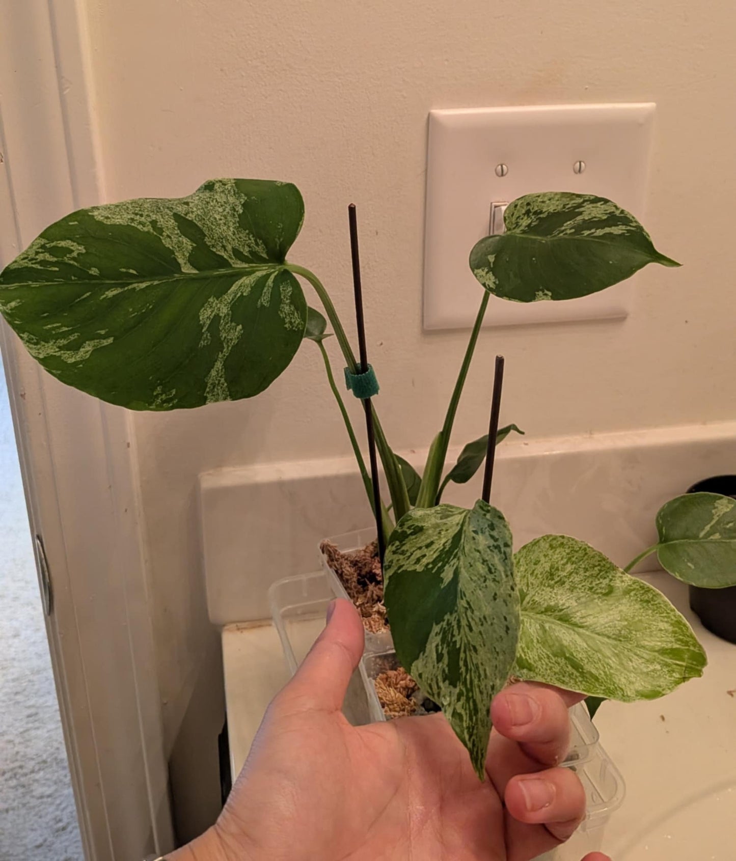 Monstera Bulbasaur - Tissue Culture TC