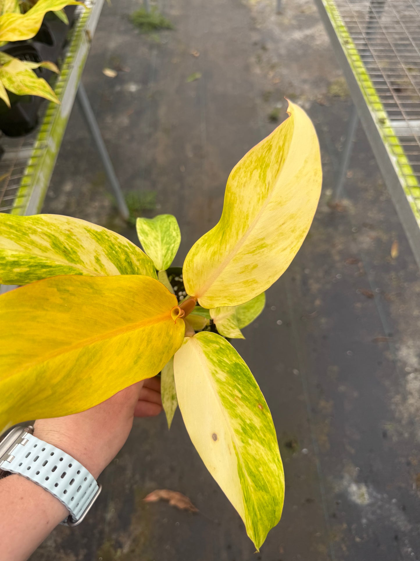 Orange Marmalade Philodendron