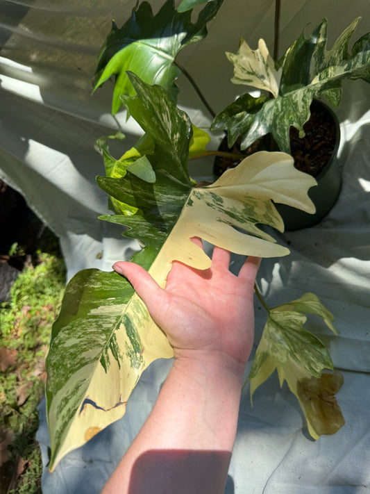 Philodendron Florida Beauty × Mayoi (Growers Choice) 6-8” pot