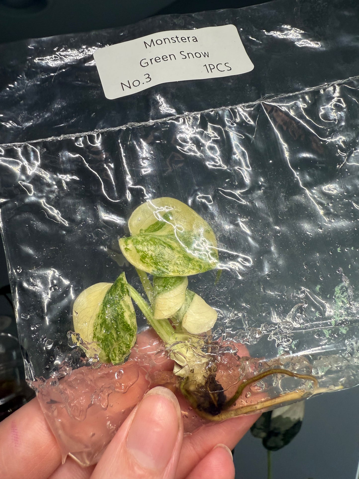 Monstera Green Snow - Tissue Culture TC (Growers Choice)