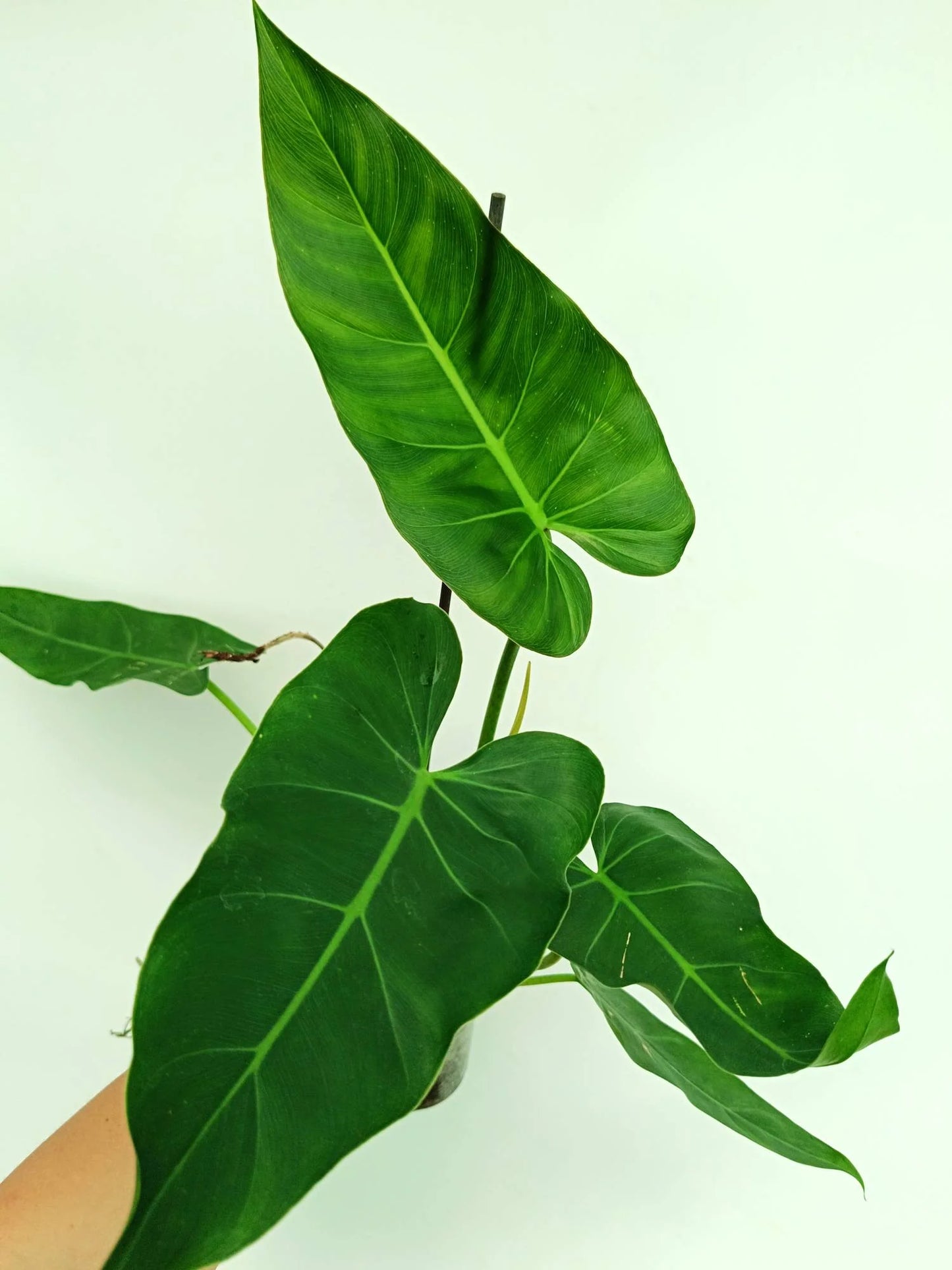 Philodendron “Maximum” - 4” pot (Growers Choice)