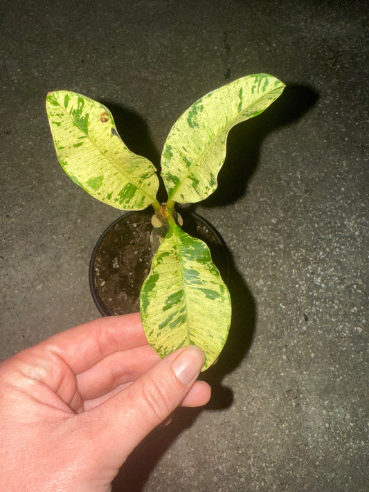 Variegated Plumeria - 6” (Grower’s Choice)
