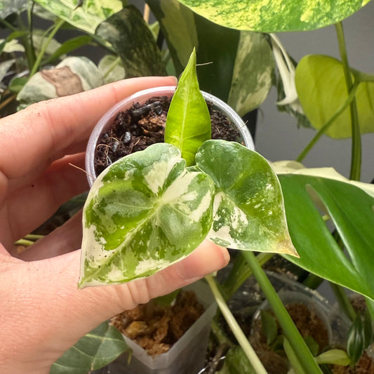 Alocasia Variegated Frydek (Growers Choice) 2-3” pot