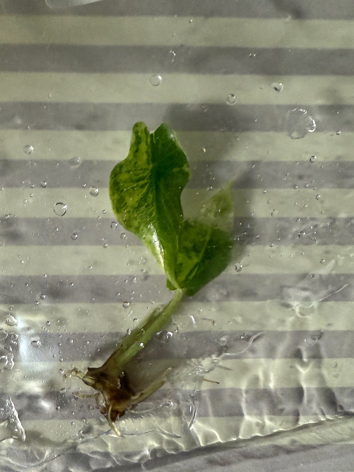 Alocasia Scalprum Aurea - Tissue Culture TC