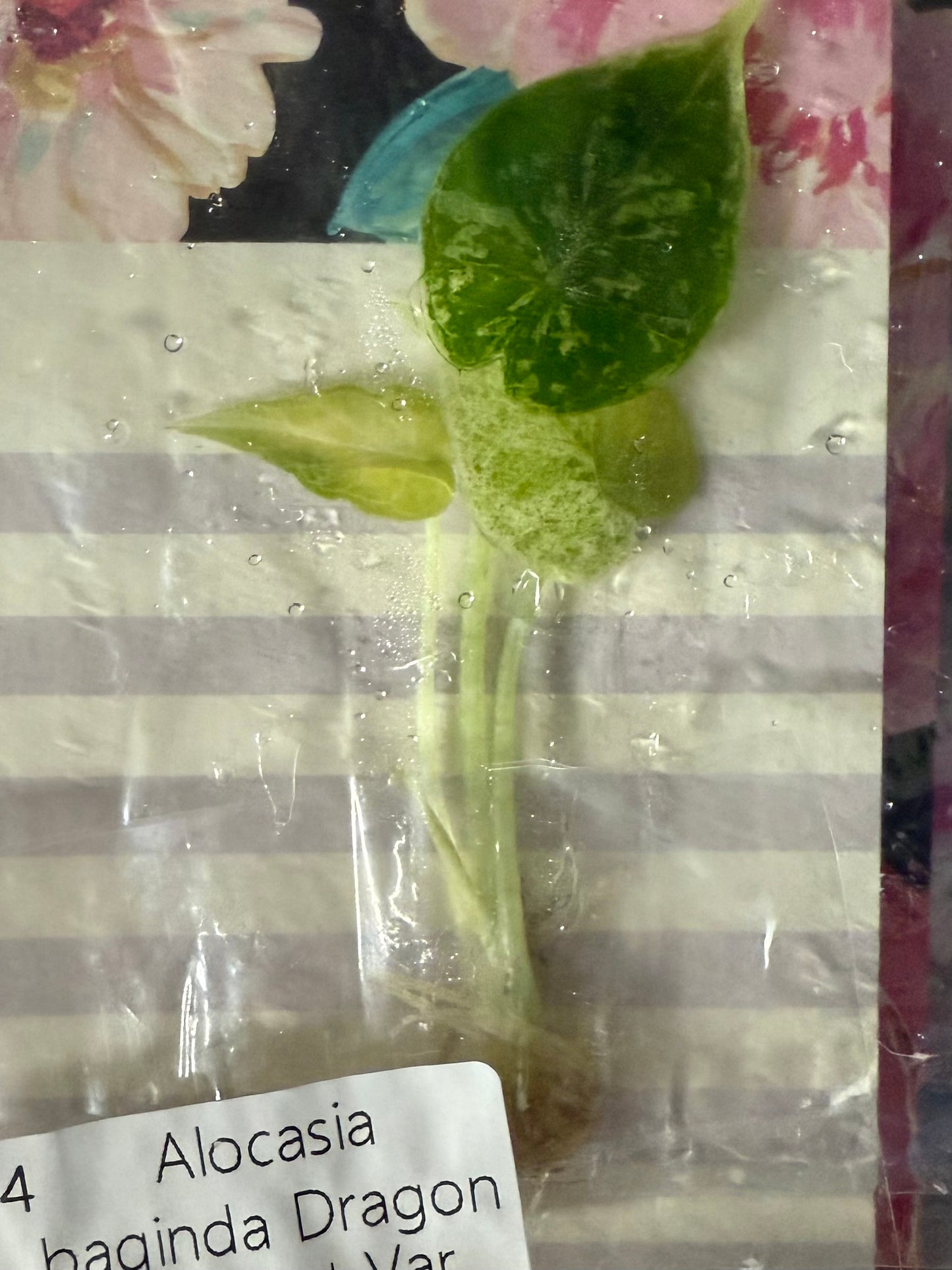 Alocasia DragonScale Mint