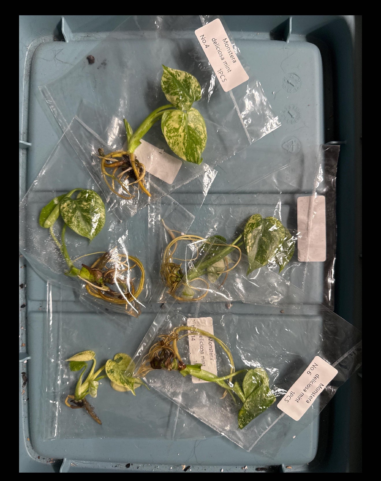 Monstera Mint NOID - Tissue Culture