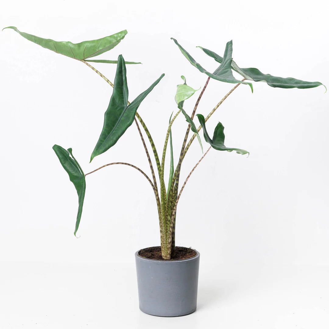 Alocasia Tigrina
