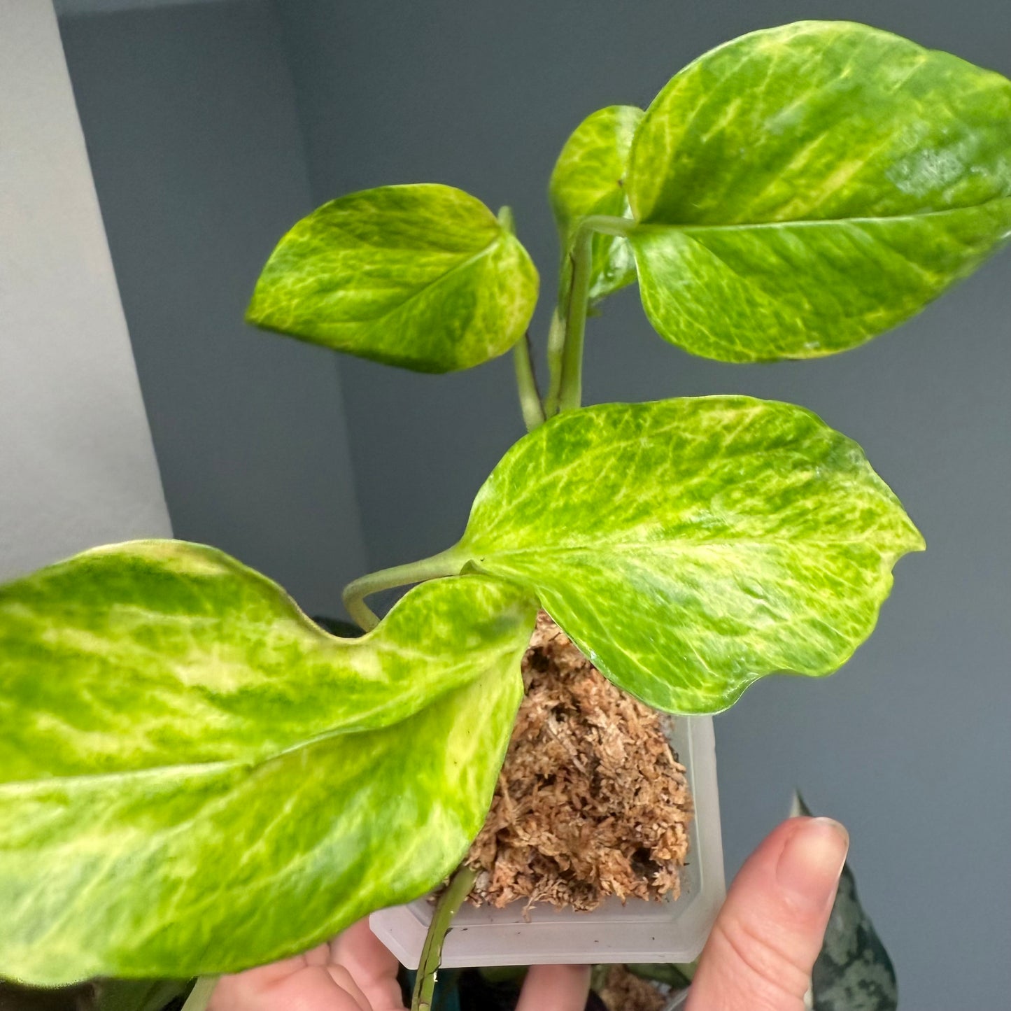 Neon Queen Pothos 3” pot - growers choice