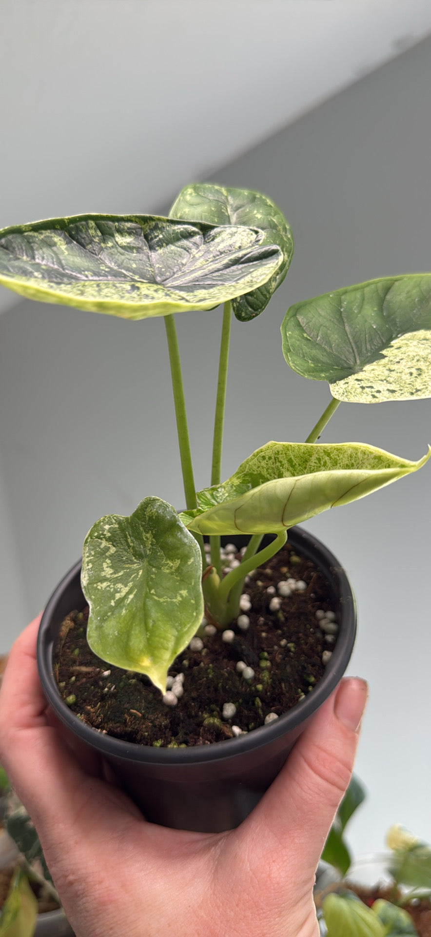Alocasia DragonScale Mint - 4” Pot (Growers Choice)
