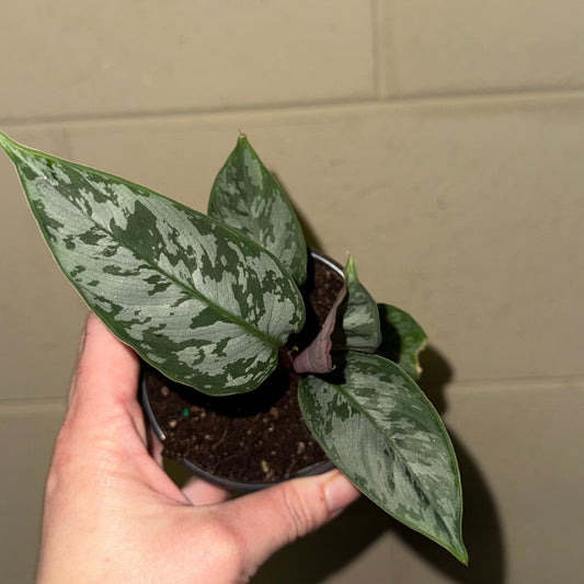 Apoballis “Lavallaei” - 3” pot (growers choice)