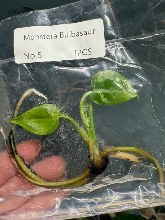 Monstera Bulbasaur - Tissue Culture TC