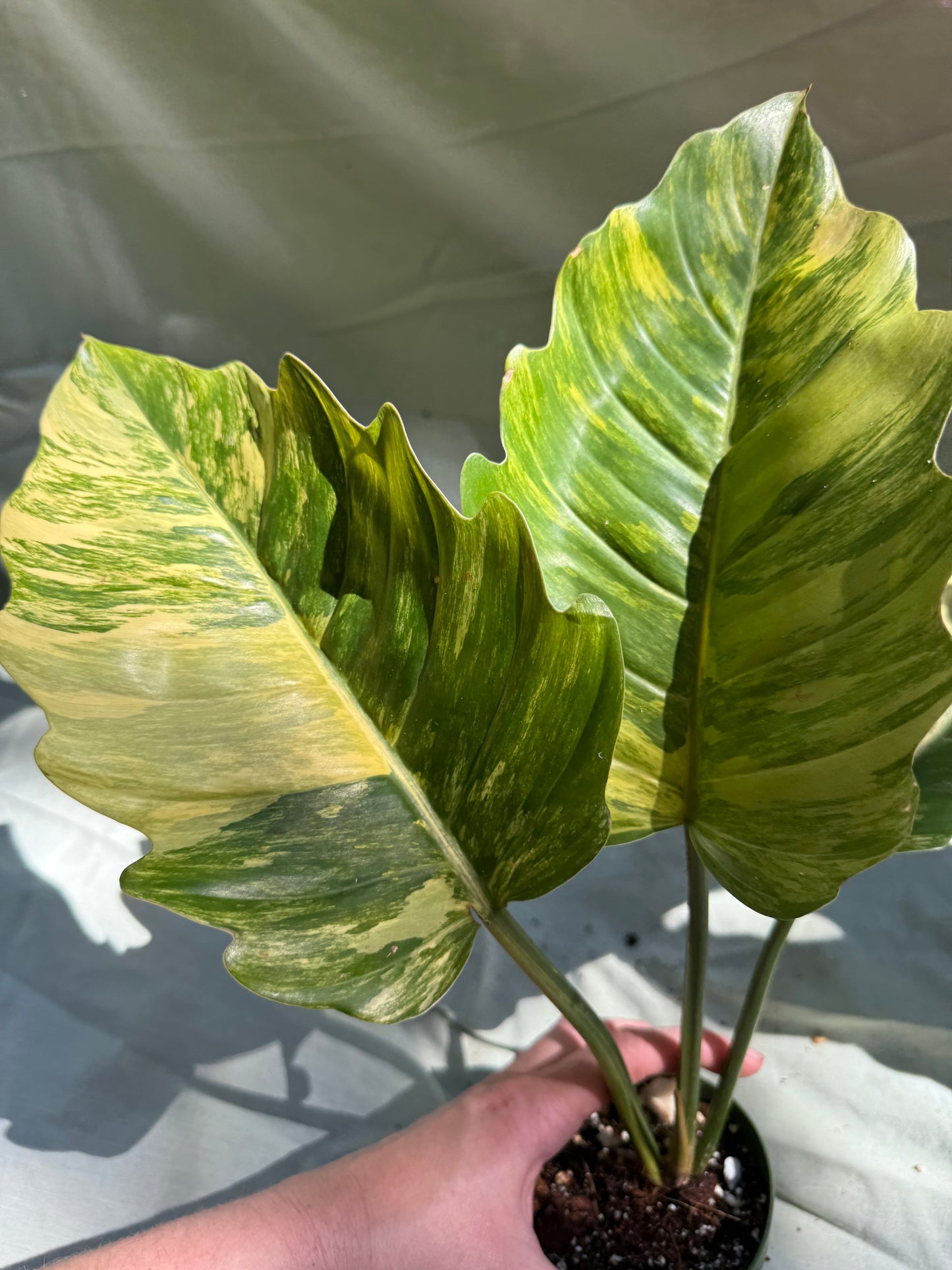 Philodendron Caramel Marble - (exact plant)
