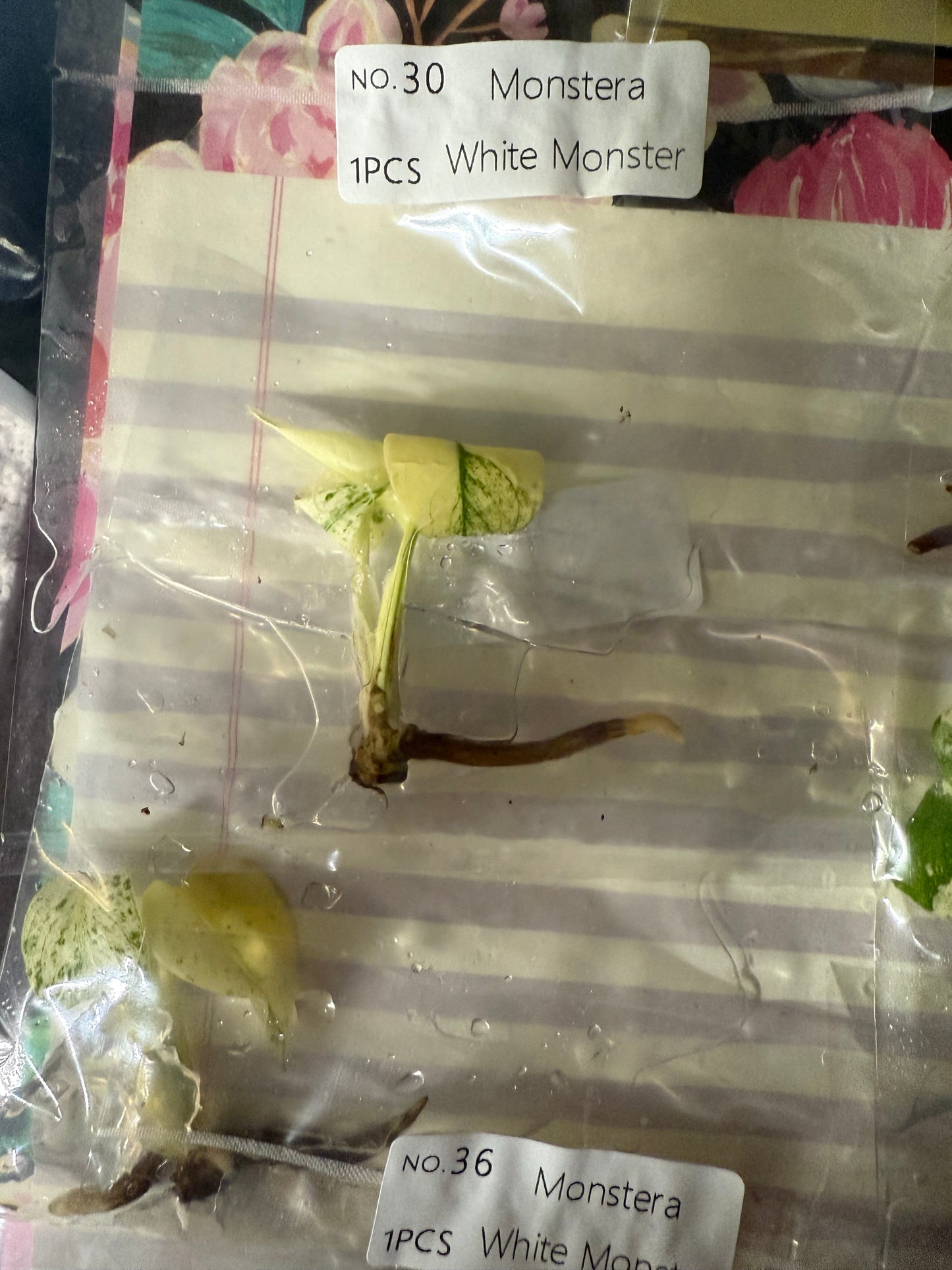 Monstera White Monster - Tissue Culture TC