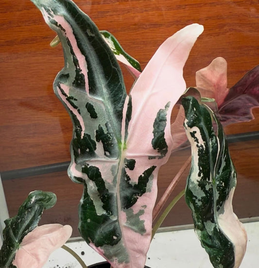 Alocasia Pink Nobilis - Tissue Culture