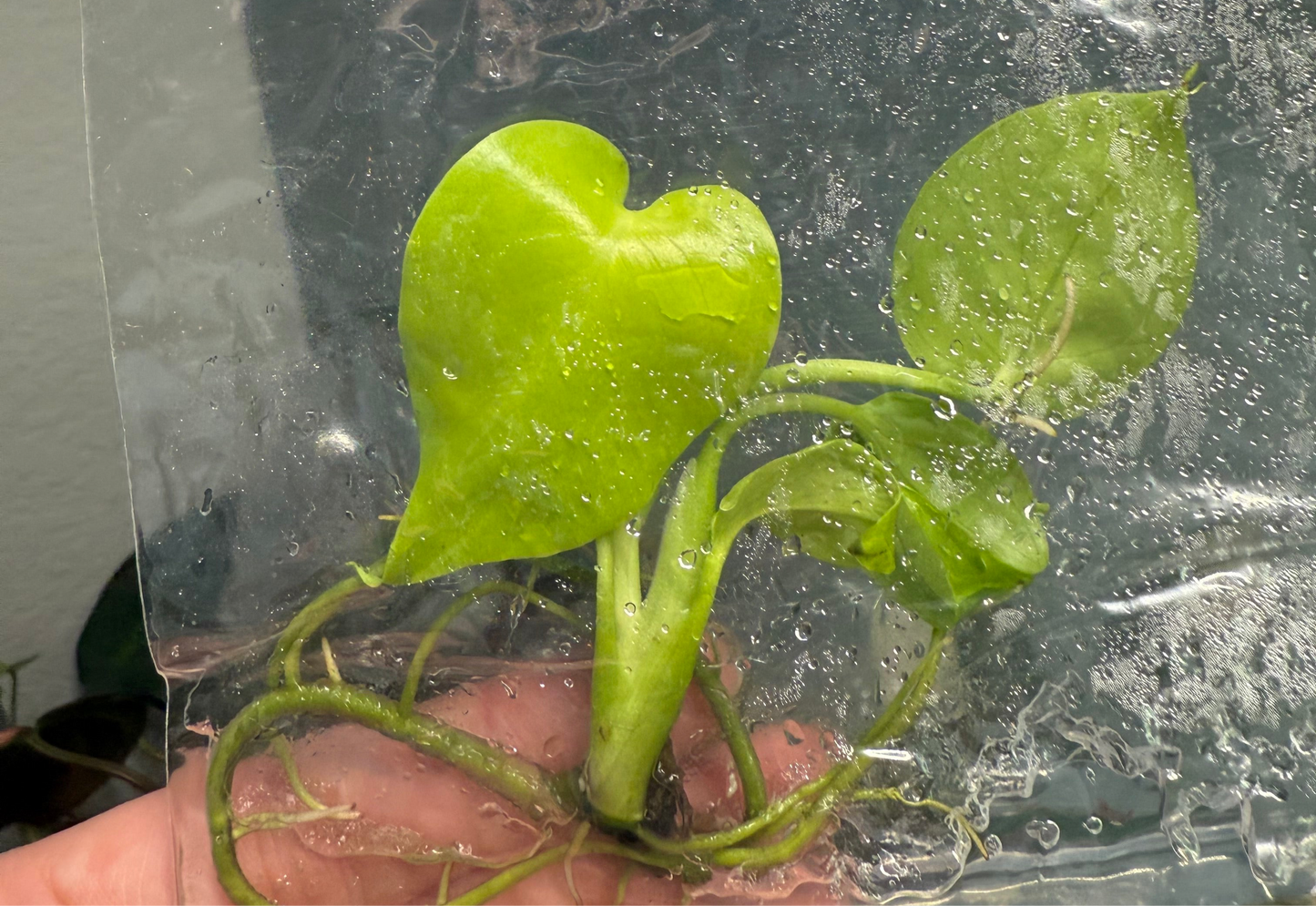 Monstera Lemon Lime - Tissue Culture