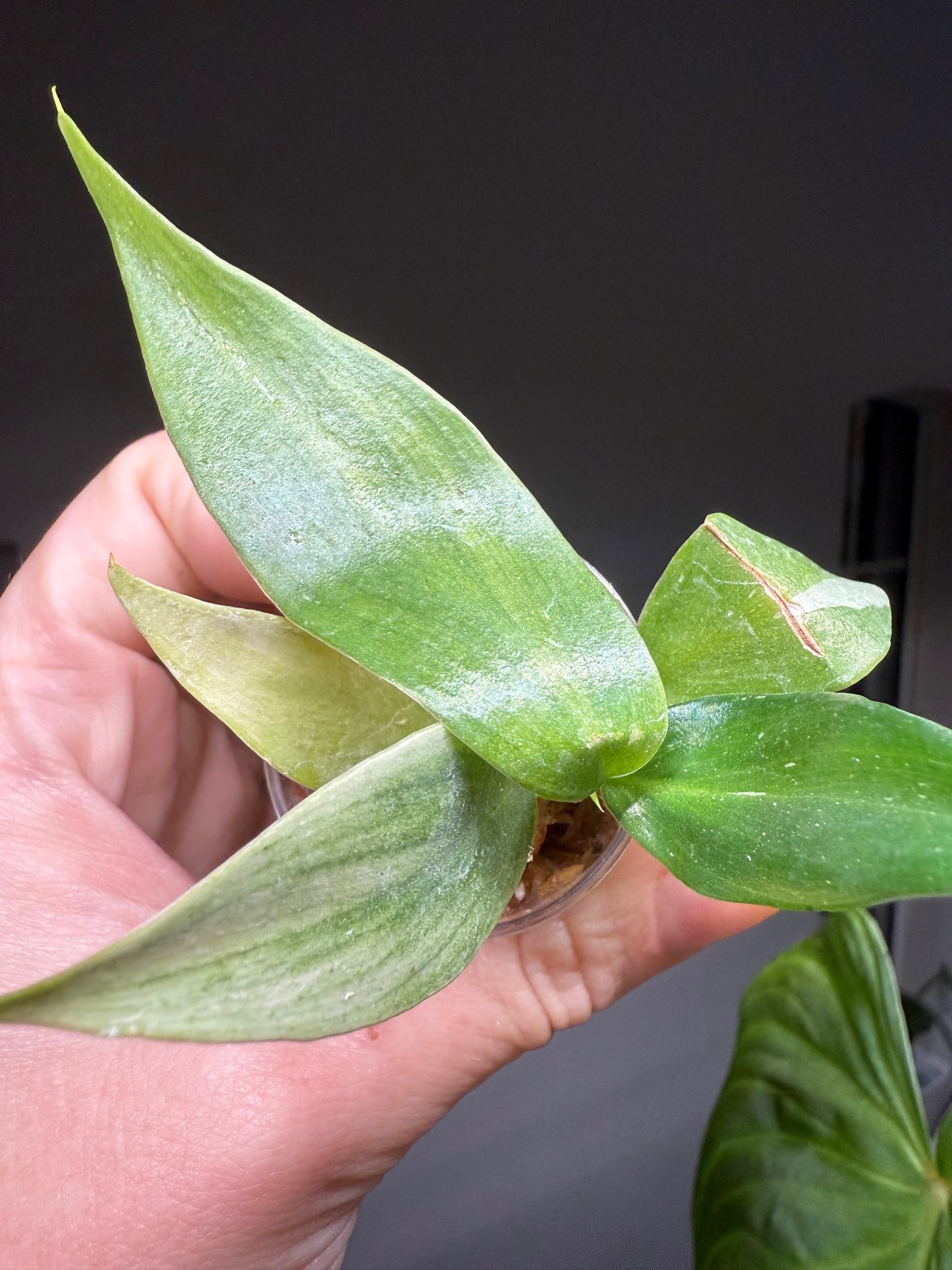 Golden Wizard Philodendron