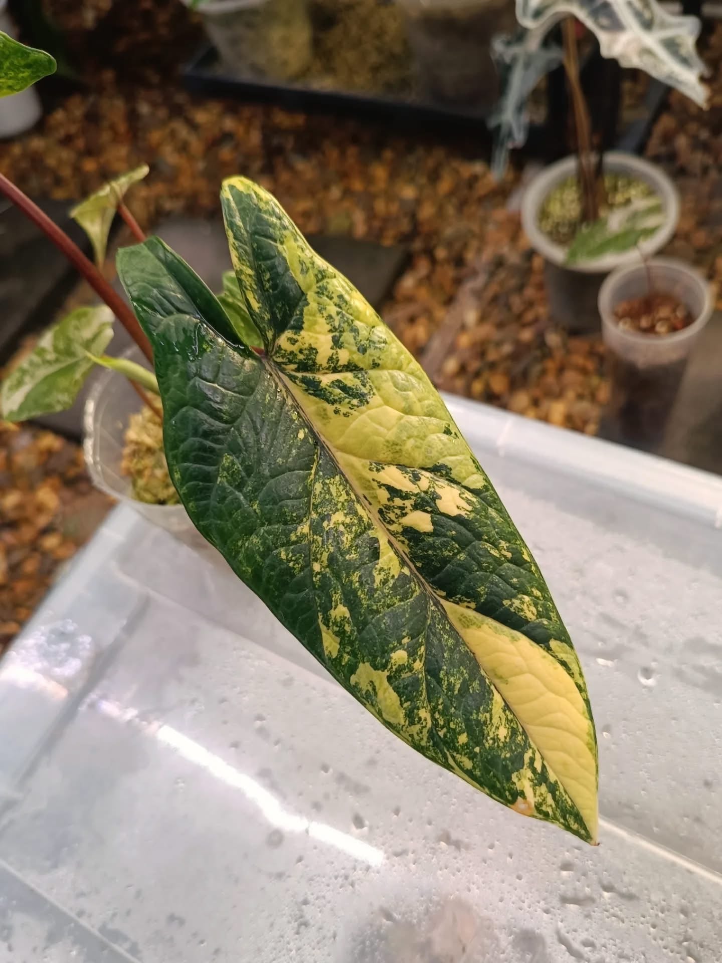 Alocasia Scalprum Aurea - Tissue Culture TC
