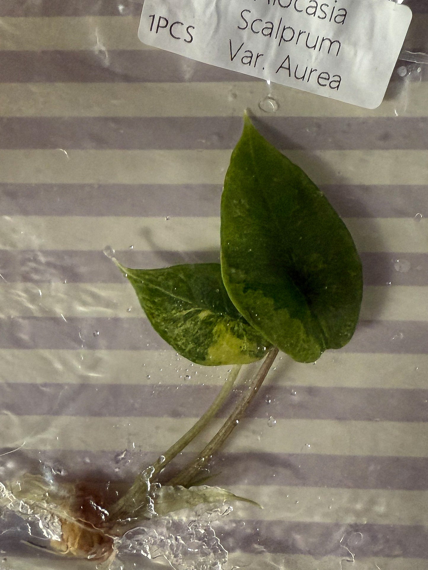 Alocasia Scalprum Aurea - Tissue Culture TC
