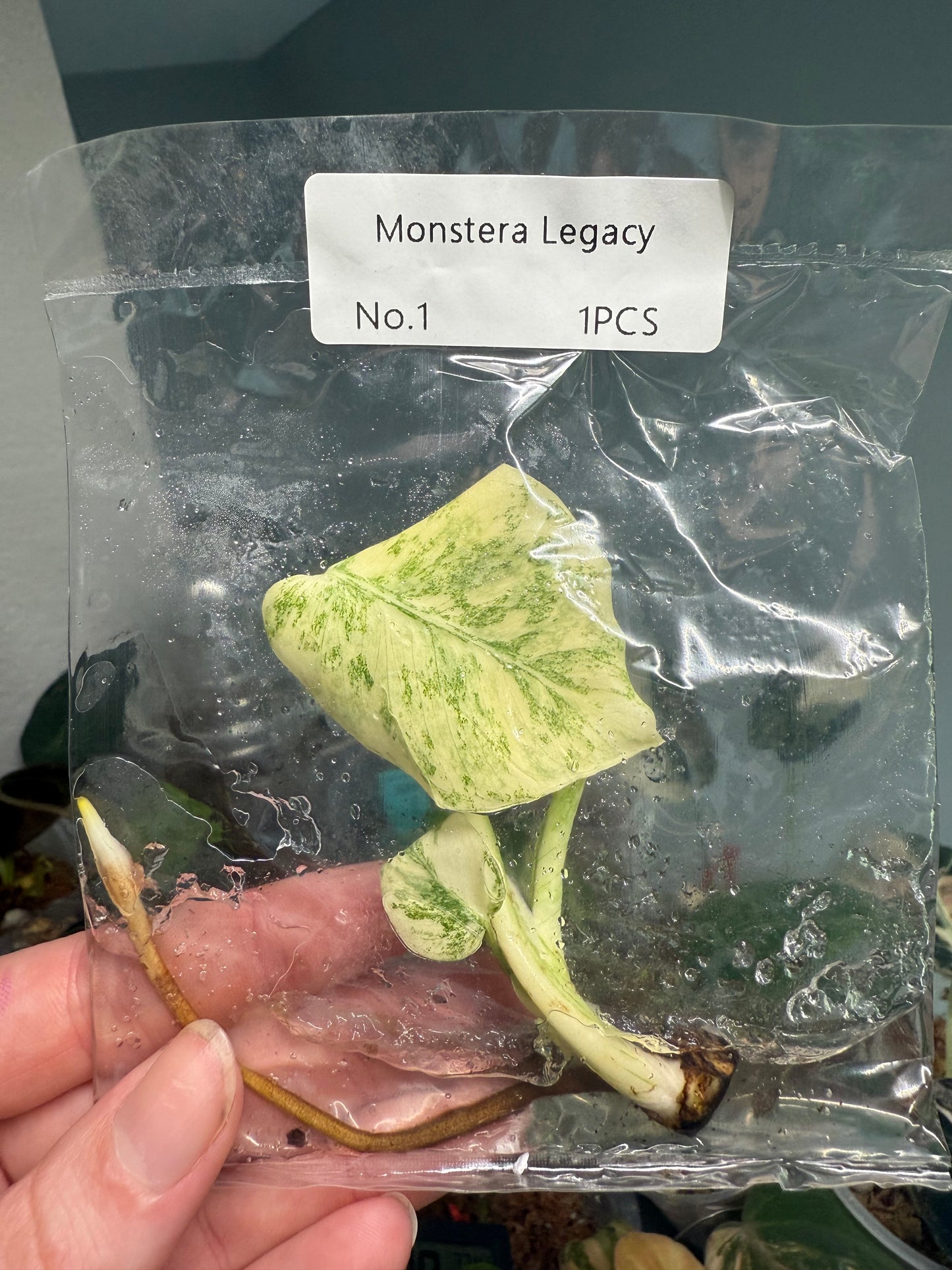 Monstera Legacy - Tissue Culture TC
