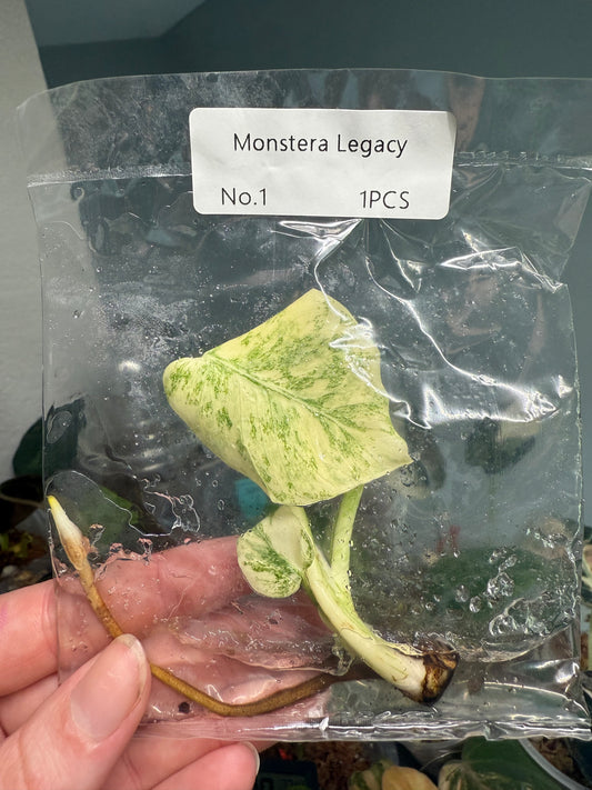 Monstera Legacy - Tissue Culture TC