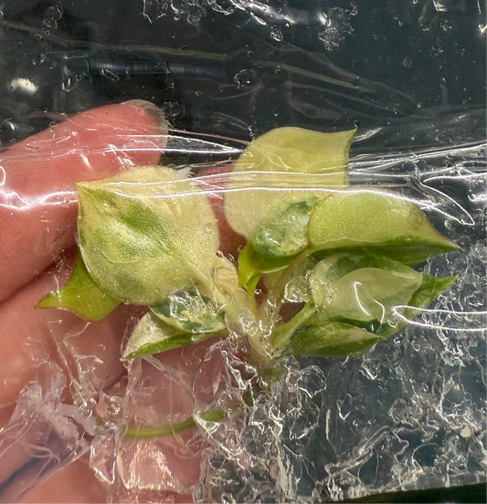 Philodendron Billietiae Variegated - Tissue Culture TC