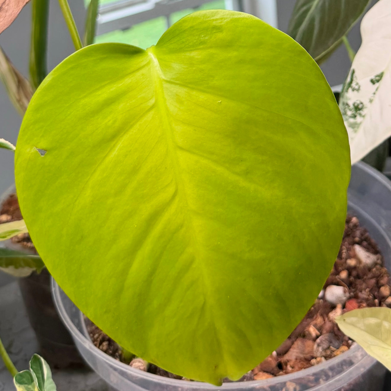Monstera Lemon Lime - Tissue Culture