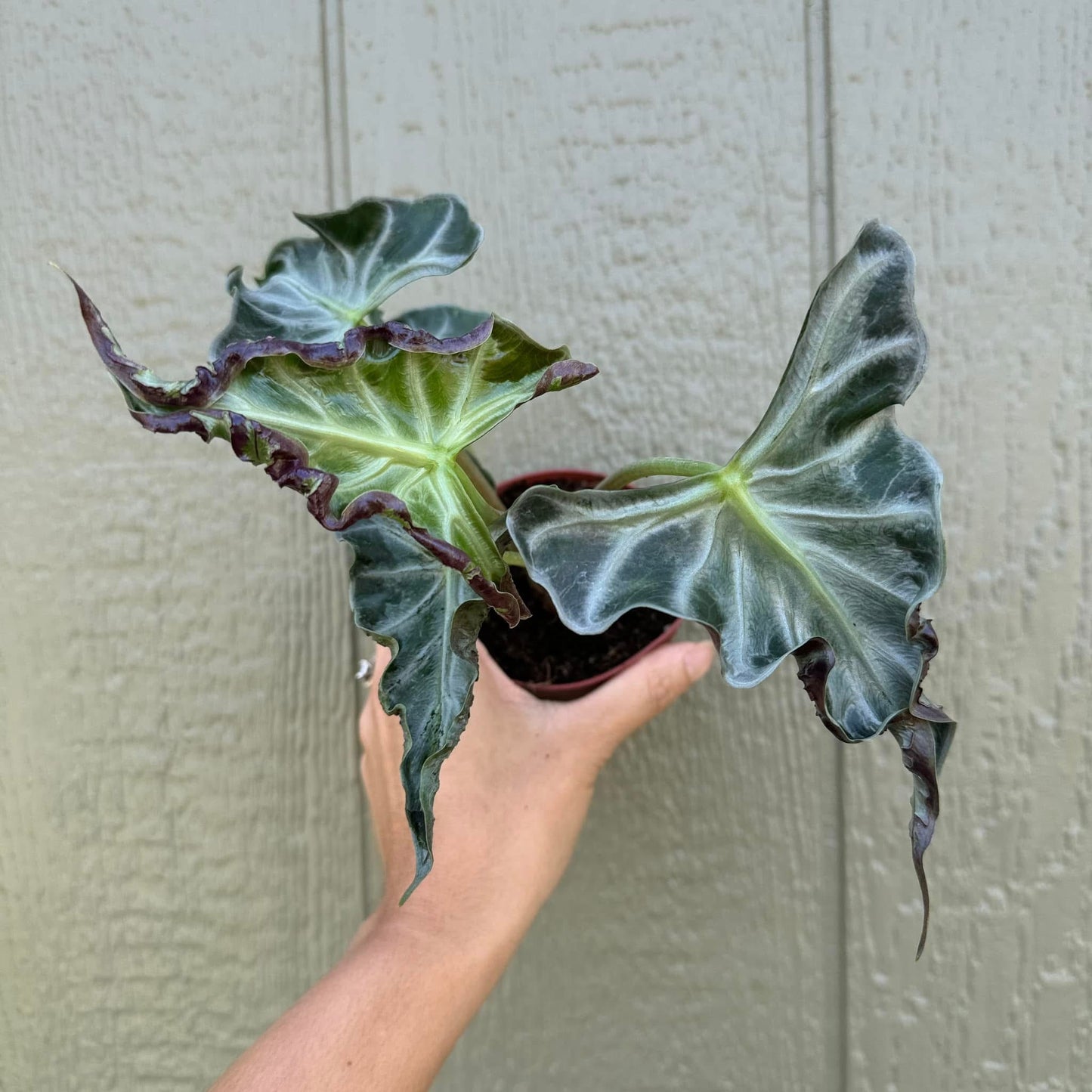 Alocasia Loco - Tissue Culture TC