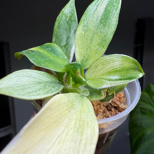 Golden Wizard Philodendron