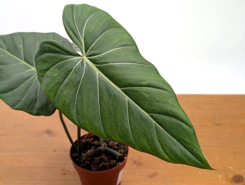 Philodendron “Maximum” - 4” pot (Growers Choice)