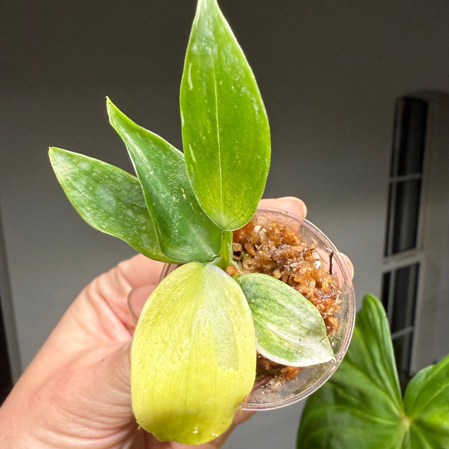 Golden Wizard Philodendron