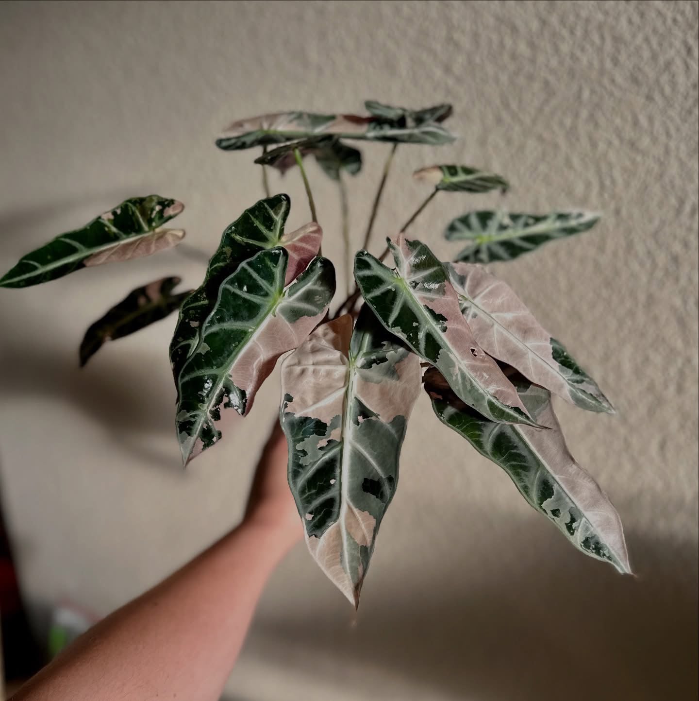 Alocasia Pink Bambino - Tissue Culture TC