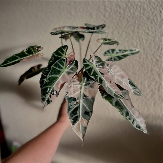 Alocasia Pink Bambino - Tissue Culture TC