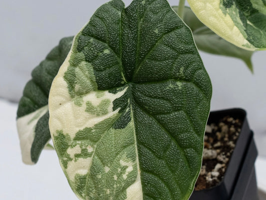 Alocasia Melo Albo