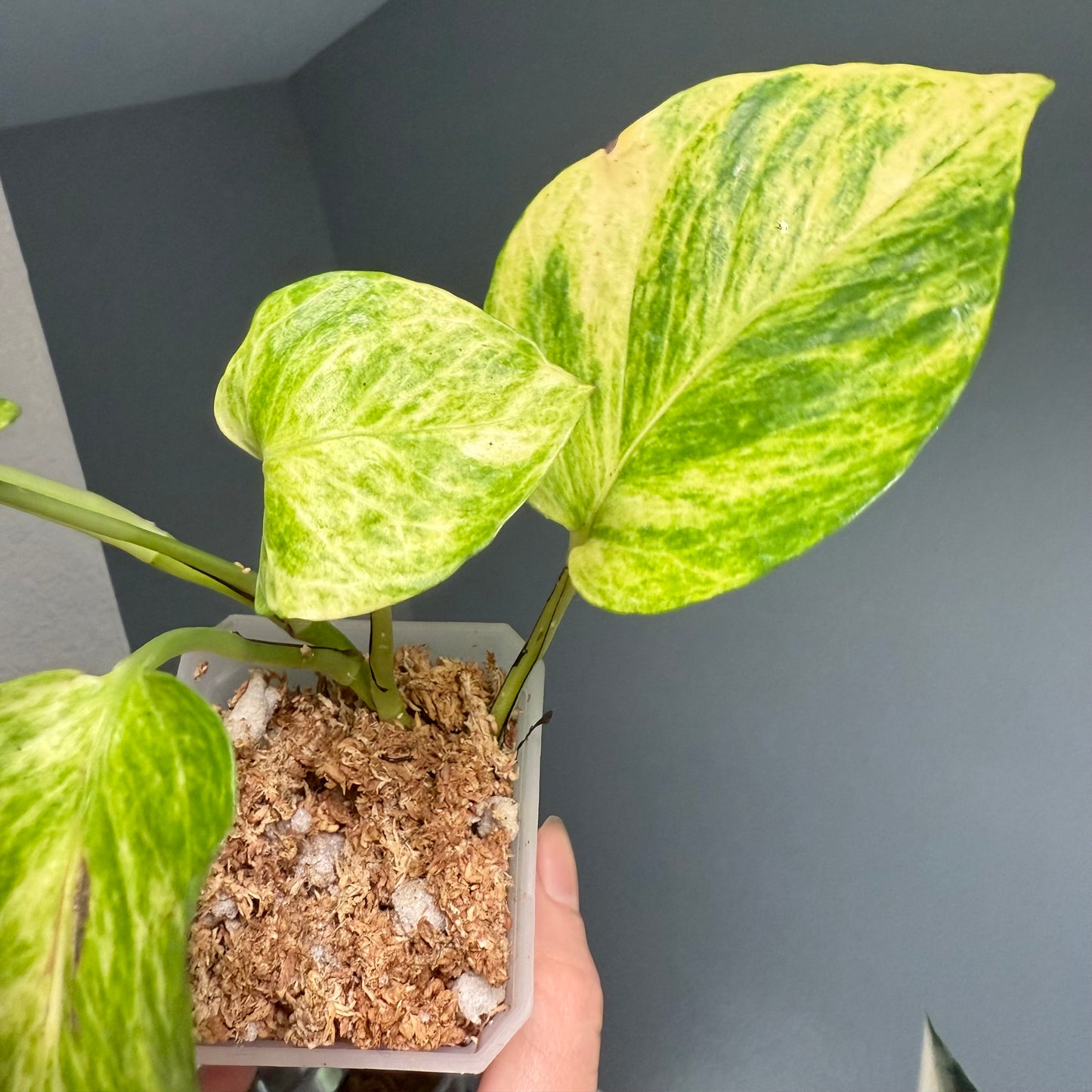 Neon Queen Pothos 3” pot - growers choice