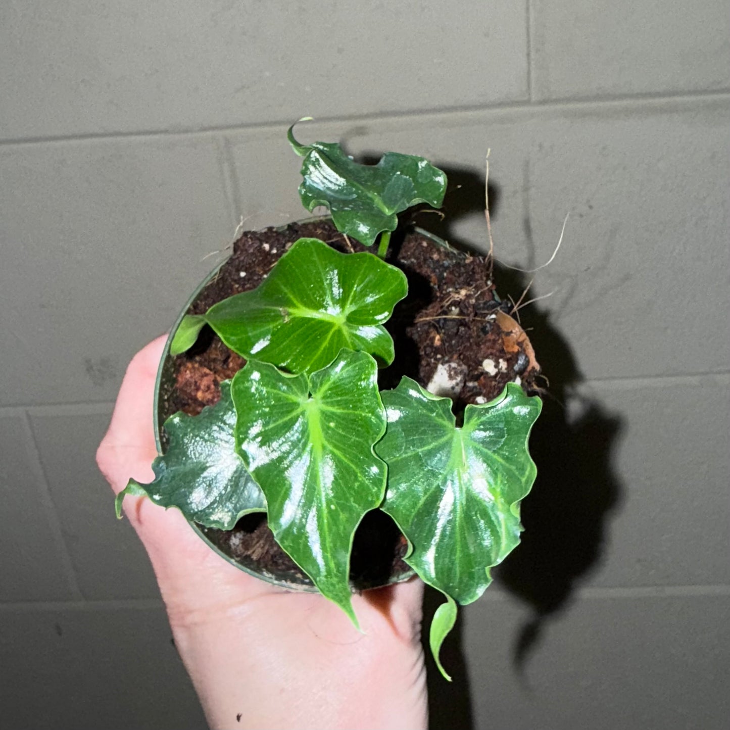 Philodendron Atlantis - 4” pot (Growers choice)