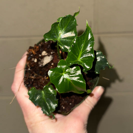 Philodendron Atlantis - 4” pot (Growers choice)