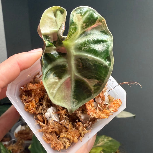 Alocasia Balloon Heart Pink 3”