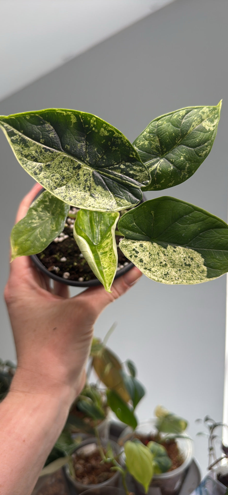 Alocasia DragonScale Mint - 4” Pot (Growers Choice)