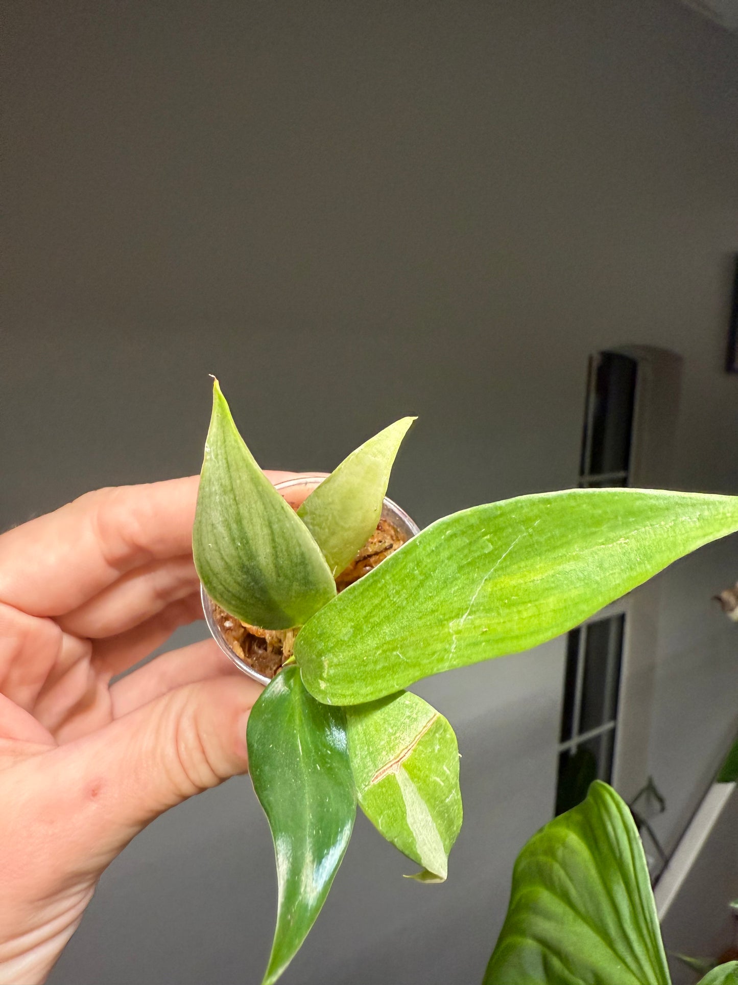 Golden Wizard Philodendron