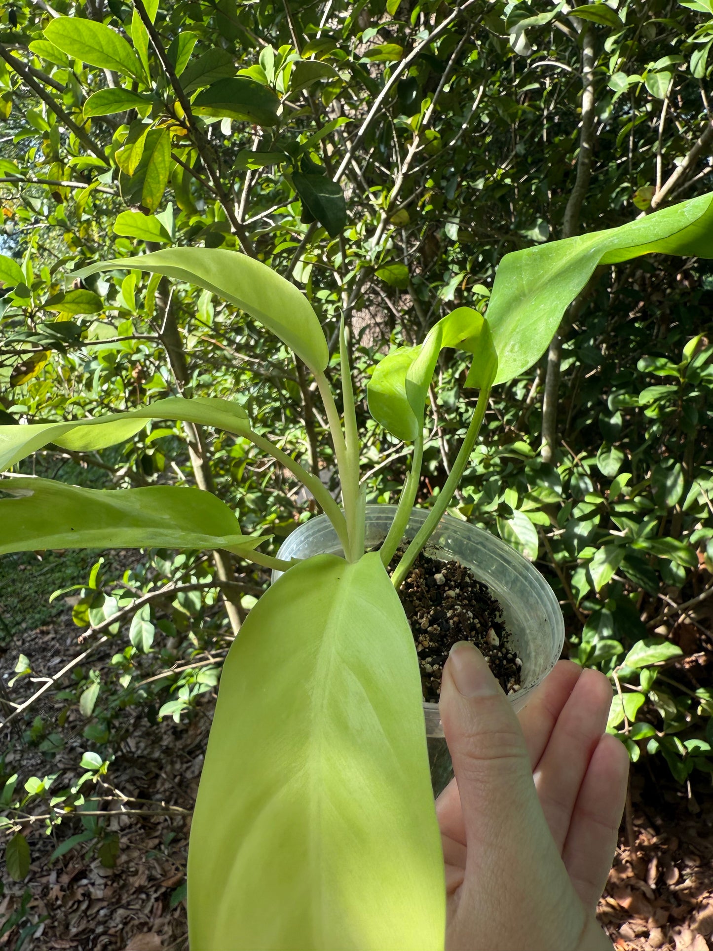 Philodendron Golden Goddess 3-4” pot (growers choice)
