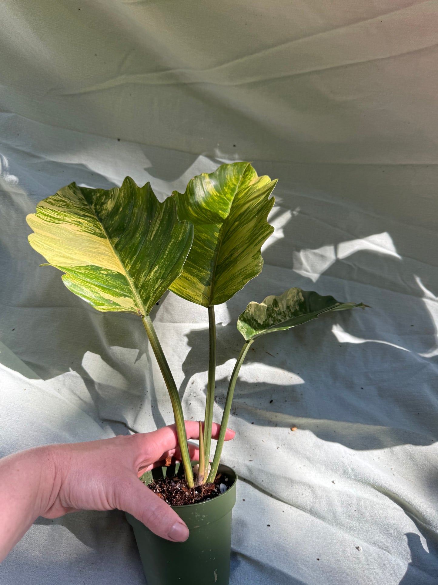 Philodendron Caramel Marble - (exact plant)