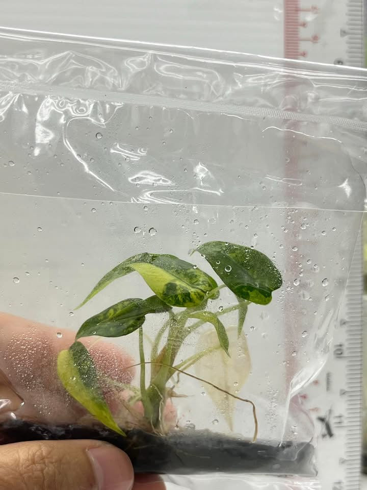 Alocasia Bambino Aurea - Tissue Culture TC