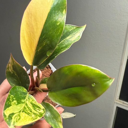 Philodendron Red Congo Variegated