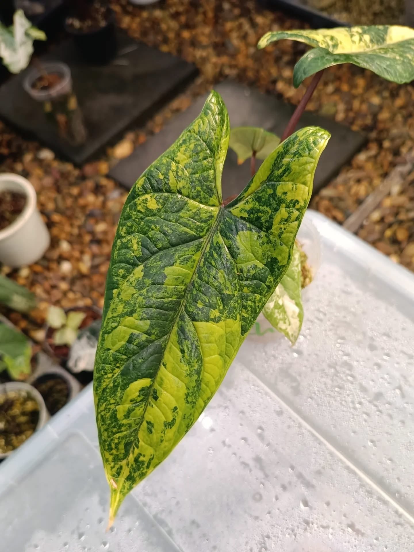 アロカシア スカルプラム オーレア 斑入り nife.plants | アロカシア