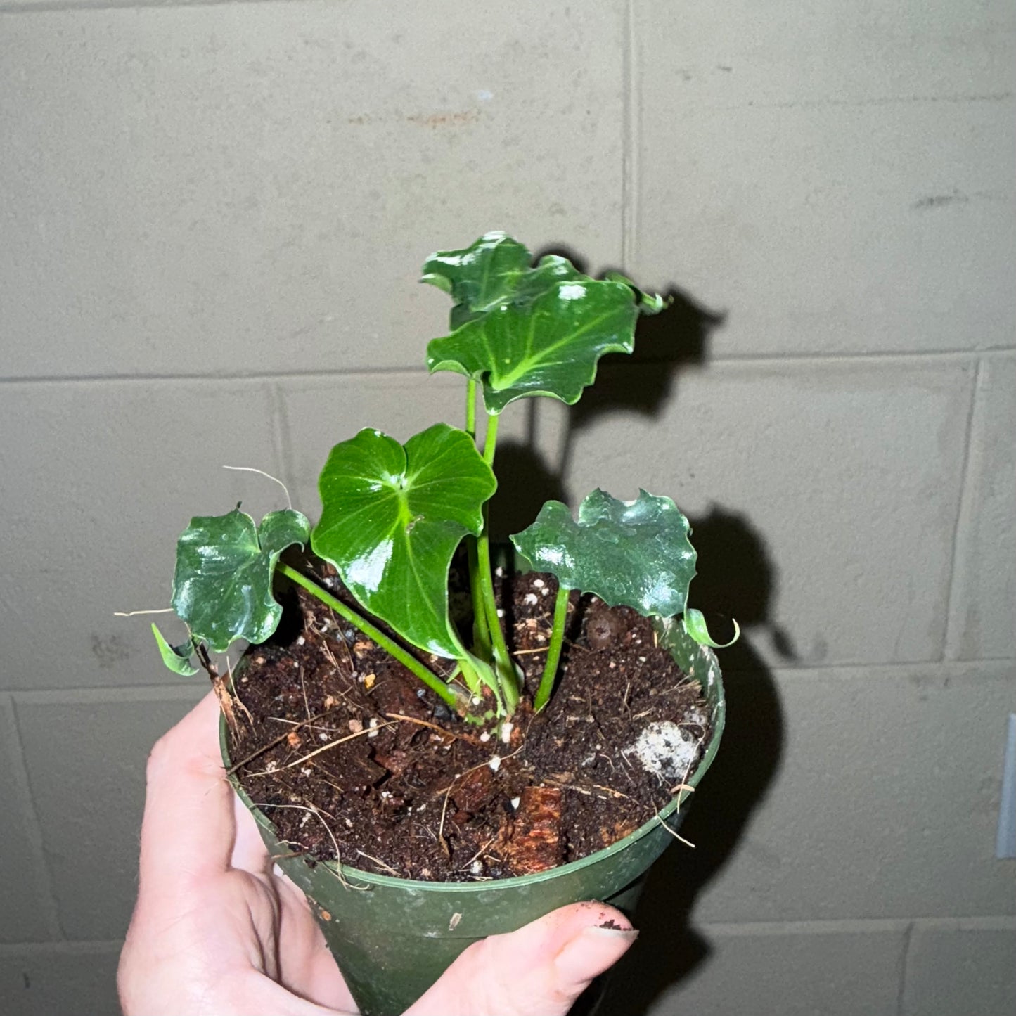 Philodendron Atlantis - 4” pot (Growers choice)