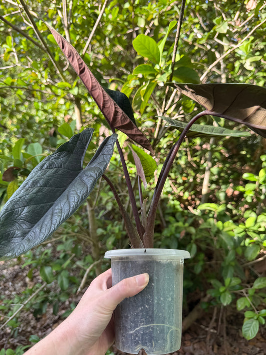 Alocasia Scalprum (exact plant)