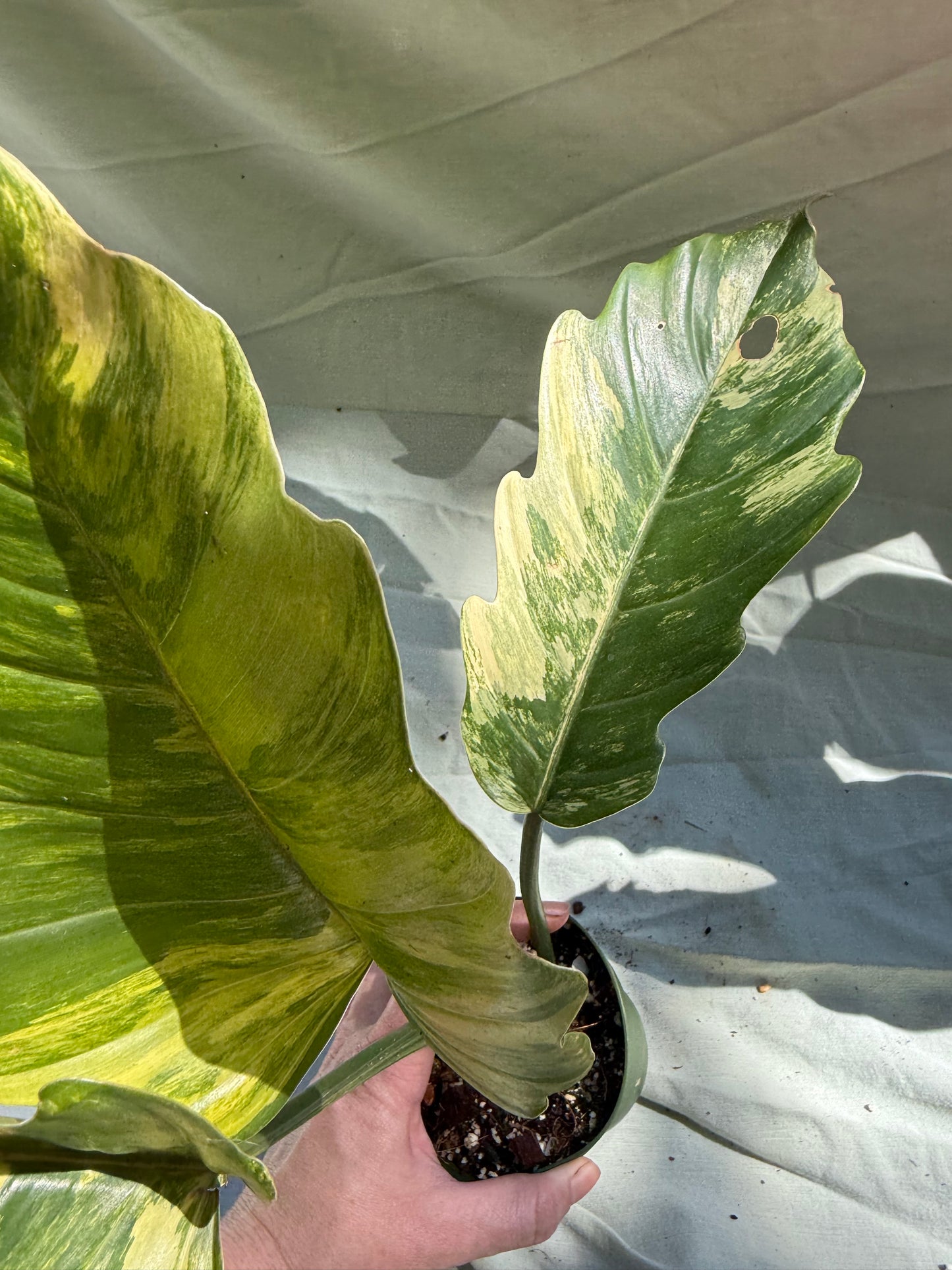 Philodendron Caramel Marble - (exact plant)