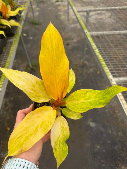 Orange Marmalade Philodendron
